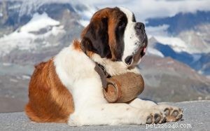 Sint-bernard hondenrasinformatie