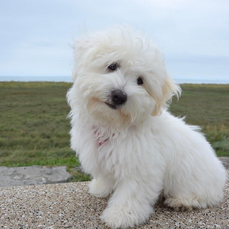 Pequenos cães brancos para glamourosos animais de estimação em casa