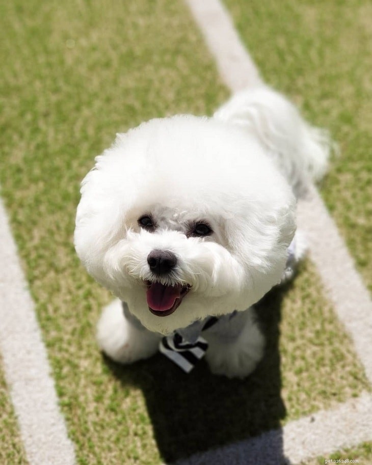 自宅で魅力的な犬のペットのための小さな白い犬 