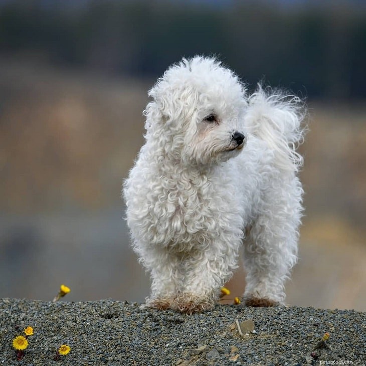 Petits chiens blancs pour un animal de compagnie glamour à la maison 