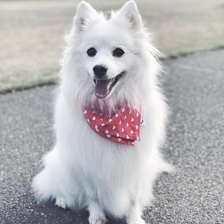 Kleine witte honden voor glamoureuze honden voor thuis