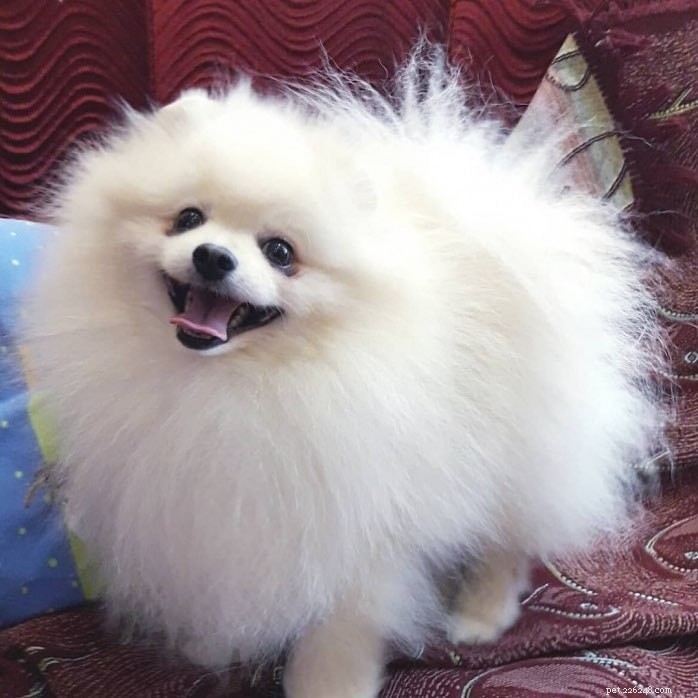 自宅で魅力的な犬のペットのための小さな白い犬 