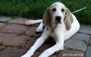 Информация о породе собак Фарфор (Шьен де Франш-Конте)