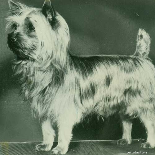 Informações sobre a raça de cães Silky Terrier