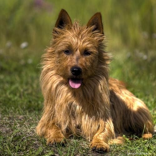 Informazioni sulla razza del cane Silky Terrier