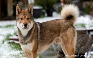 Informace o plemeni psa Shikoku
