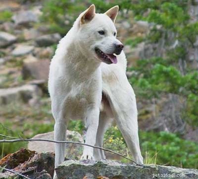 Informações sobre a raça do cão Shikoku