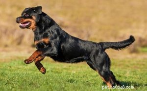 Informações sobre a raça do cão Rottweiler