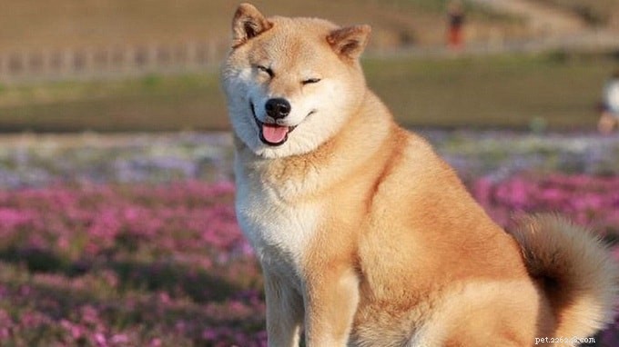 Informations sur la race de chiens Shikoku