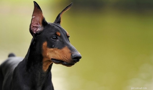 Informations sur la race de chien Rottweiler