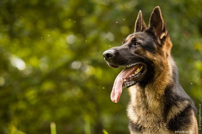 Информация о породе собак ротвейлер