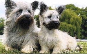 Informations sur la race de chiens Skye Terrier