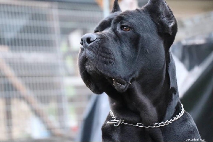 Informações sobre a raça do cão Rottweiler