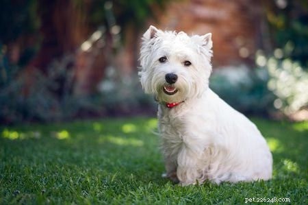 Informazioni sulla razza di cani Skye Terrier