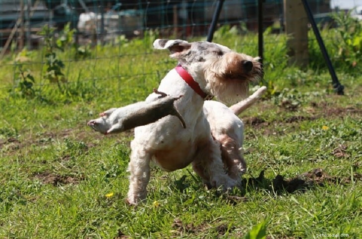 Informations sur la race de chien Sealyham Terrier