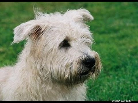 Informace o plemeni psa Skye Terrier