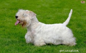 Sealyham Terrier hundrasinformation