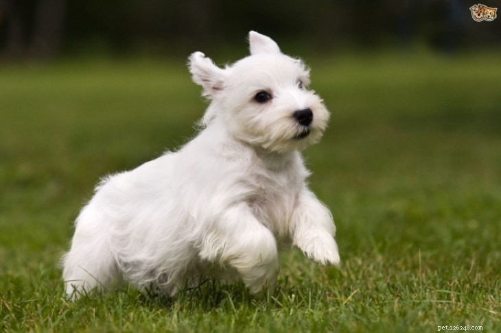 Informations sur la race de chien Sealyham Terrier