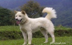 Informações sobre a raça de cães Kintamani