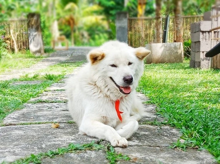 Информация о породе собак кинтамани