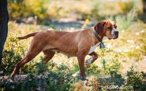 Informations sur la race de chien d arrêt portugais
