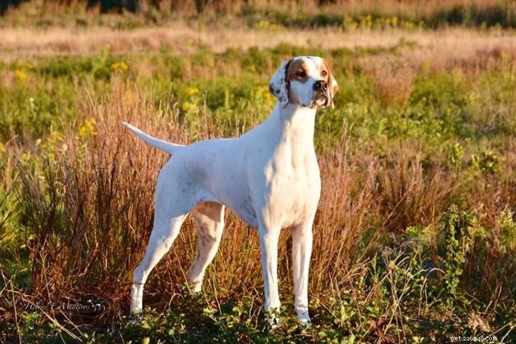 Informazioni sulla razza del cane da ferma portoghese