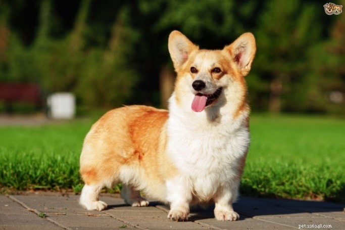 Informatie over het ras Pembroke Welsh Corgi-honden