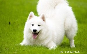 Informazioni sulla razza del cane Samoiedo