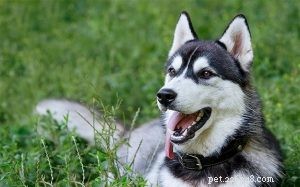 シベリアンハスキー犬の品種情報 
