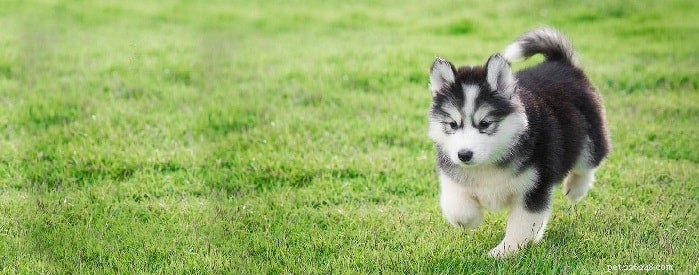 Informações sobre a raça de cães Husky Siberiano
