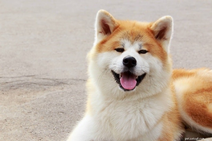 Informations sur la race de chiens Husky de Sibérie