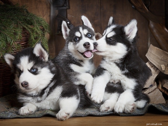 Informazioni sulla razza del cane husky siberiano