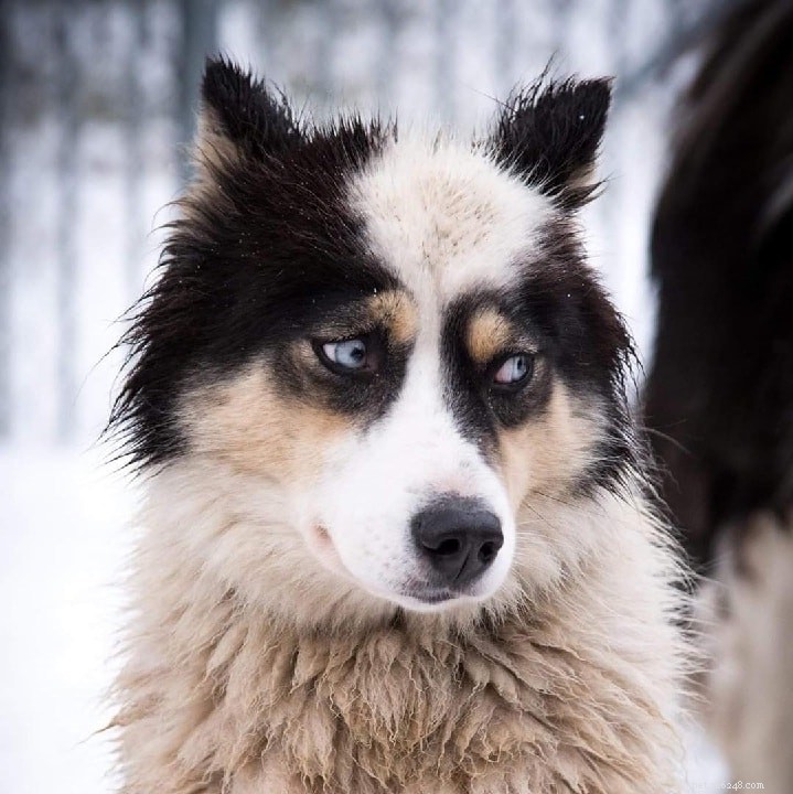 Informatie over Siberische Husky-hondenrassen