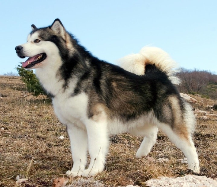 Informatie over Siberische Husky-hondenrassen