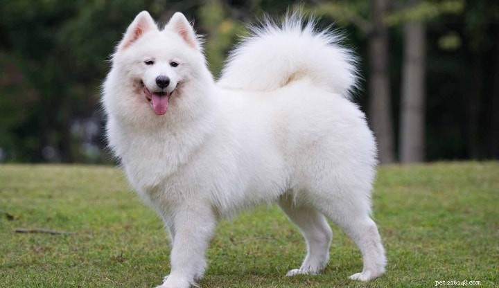 Informazioni sulla razza del cane husky siberiano