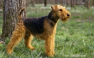 Informazioni sulla razza del cane terrier gallese (inglese antico)