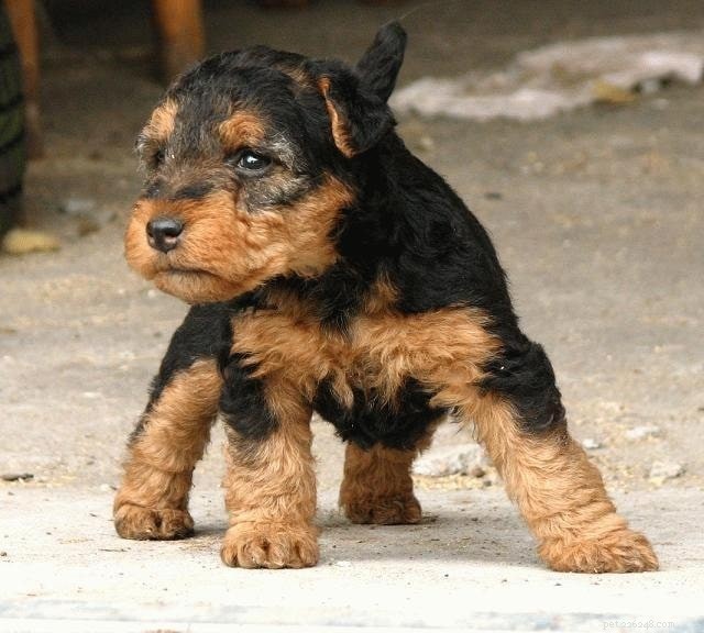 Informações sobre a raça do cão Terrier galês (inglês antigo)