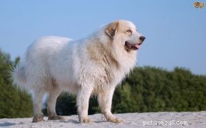 Informações sobre a raça do cão Mastim dos Pireneus