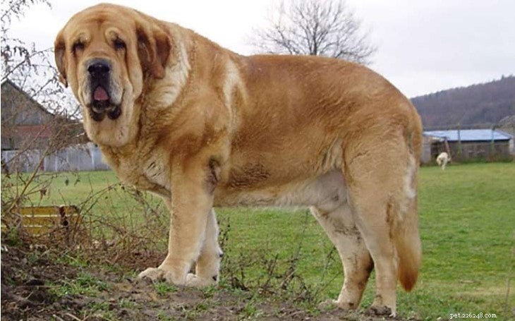 Informations sur la race de chien Mastiff espagnol