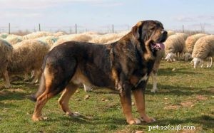 Informations sur la race de chien Mastiff espagnol