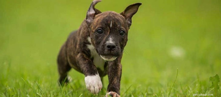 Informatie over het ras Staffordshire Bull Terrier