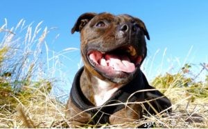 Staffordshire Bull Terrier Hundrasinformation