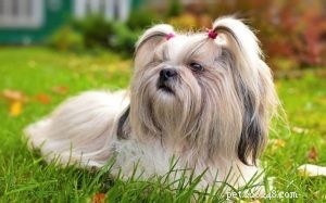 Informations sur la race de chiens Shih Tzu