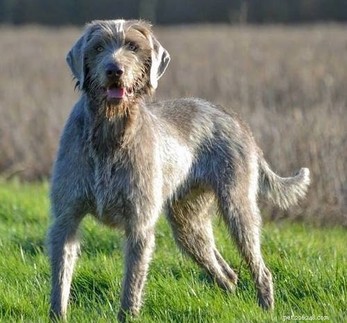Informazioni sulla razza del cane da ferma inglese