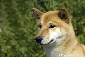 Информация о породе собак Сиба Ину