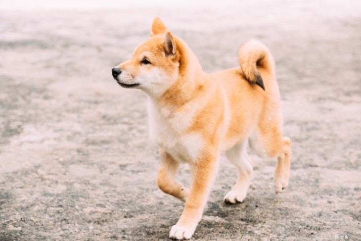 Информация о породе собак Сиба Ину
