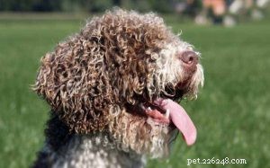 Spansk vattenhund – information om hundras