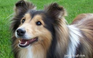 Informations sur la race de chien de berger des Shetland