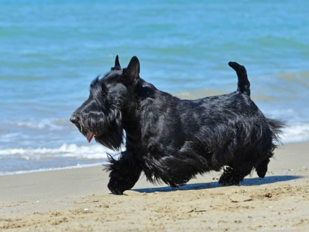 Informações sobre a raça do cão Terrier Escocês