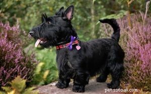 Informazioni sulla razza del cane Scottish Terrier